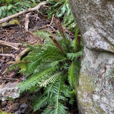 Blechnum nudum (Fishbone Water Fern) at QPRC LGA - 5 Nov 2023 by Tapirlord