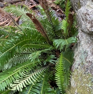 Blechnum nudum at Tinderry Nature Reserve - 5 Nov 2023 03:55 PM