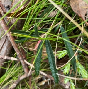 Olearia erubescens at Tinderry Nature Reserve - 5 Nov 2023