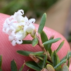 Acrothamnus hookeri (Mountain Beard Heath) at Tinderry Nature Reserve - 5 Nov 2023 by Tapirlord