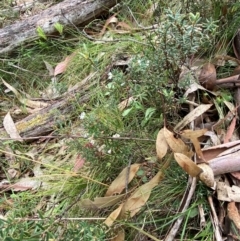 Acrothamnus hookeri at Tinderry Nature Reserve - 5 Nov 2023