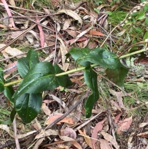 Veronica derwentiana subsp. maideniana at Tinderry Nature Reserve - 5 Nov 2023