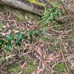 Veronica derwentiana subsp. maideniana at Tinderry Nature Reserve - 5 Nov 2023