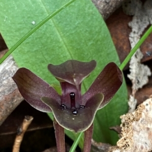 Chiloglottis valida at QPRC LGA - 5 Nov 2023