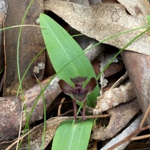 Chiloglottis valida at QPRC LGA - 5 Nov 2023