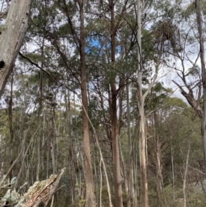 Eucalyptus fastigata at Tinderry Nature Reserve - 5 Nov 2023