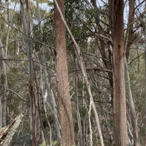 Eucalyptus fastigata at Tinderry Nature Reserve - 5 Nov 2023