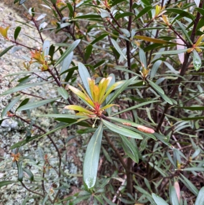 Tasmannia lanceolata (Mountain Pepper) at Tinderry Nature Reserve - 5 Nov 2023 by Tapirlord