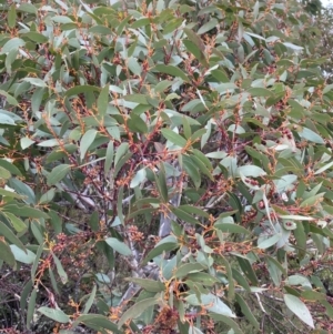 Eucalyptus pauciflora subsp. pauciflora at Tinderry Nature Reserve - 5 Nov 2023