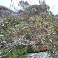 Eucalyptus pauciflora subsp. pauciflora at Tinderry Nature Reserve - 5 Nov 2023