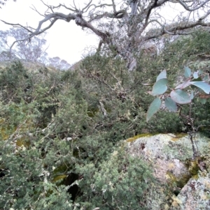 Podocarpus lawrencei at Tinderry Nature Reserve - 5 Nov 2023