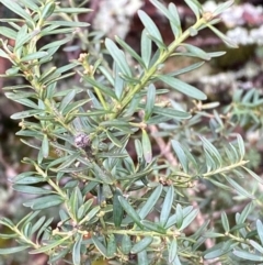 Podocarpus lawrencei at Tinderry Nature Reserve - 5 Nov 2023