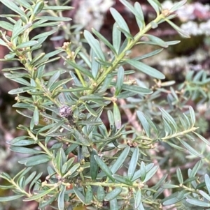 Podocarpus lawrencei at Tinderry Nature Reserve - 5 Nov 2023