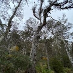 Eucalyptus dalrympleana at Tinderry Nature Reserve - 5 Nov 2023