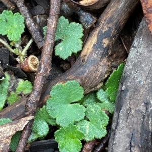 Hydrocotyle hirta at Tinderry Nature Reserve - 5 Nov 2023