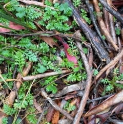 Leptinella filicula at Tinderry Nature Reserve - 5 Nov 2023