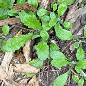 Lagenophora stipitata at Tinderry Nature Reserve - 5 Nov 2023