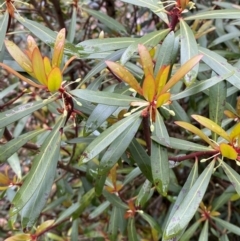 Tasmannia lanceolata (Mountain Pepper) at Tinderry Nature Reserve - 5 Nov 2023 by Tapirlord