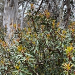 Tasmannia lanceolata at Tinderry Nature Reserve - 5 Nov 2023