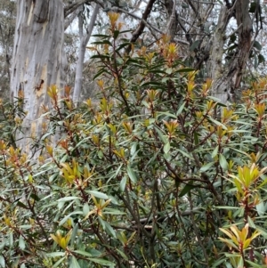 Tasmannia lanceolata at Tinderry Nature Reserve - 5 Nov 2023