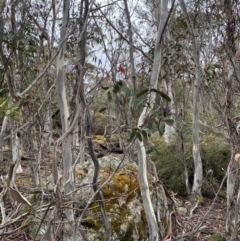 Eucalyptus pauciflora subsp. pauciflora (White Sally, Snow Gum) at Tinderry Nature Reserve - 5 Nov 2023 by Tapirlord