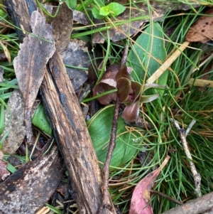 Chiloglottis valida at Tinderry Nature Reserve - 5 Nov 2023