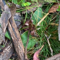 Chiloglottis valida at Tinderry Nature Reserve - 5 Nov 2023