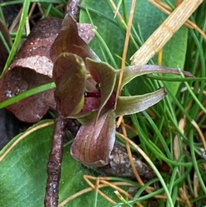 Chiloglottis valida at Tinderry Nature Reserve - 5 Nov 2023