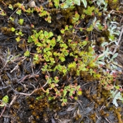 Gonocarpus micranthus subsp. micranthus (Creeping Raspwort) at Tinderry Nature Reserve - 5 Nov 2023 by Tapirlord