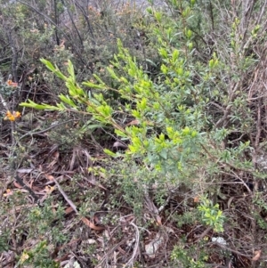 Leptospermum grandifolium at Tinderry Nature Reserve - 5 Nov 2023