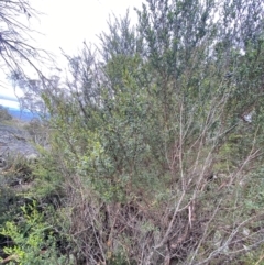 Leptospermum grandifolium at Tinderry Nature Reserve - 5 Nov 2023