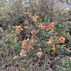 Oxylobium ellipticum (Common Shaggy Pea) at Tinderry Nature Reserve - 5 Nov 2023 by Tapirlord