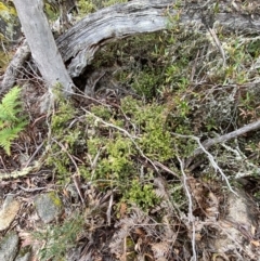 Acrotriche leucocarpa at Tinderry Nature Reserve - 5 Nov 2023