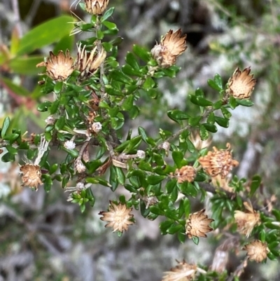 Olearia iodochroa (Violet Daisy-bush) at Tinderry Nature Reserve - 5 Nov 2023 by Tapirlord