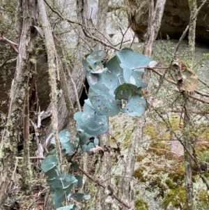 Eucalyptus perriniana at Tinderry Nature Reserve - 5 Nov 2023