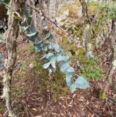 Eucalyptus perriniana at Tinderry Nature Reserve - 5 Nov 2023