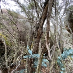 Eucalyptus perriniana at Tinderry Nature Reserve - 5 Nov 2023