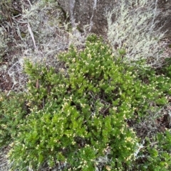 Acrotriche leucocarpa at Tinderry Nature Reserve - 5 Nov 2023