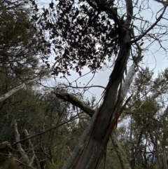 Eucalyptus perriniana (Spinning Gum) at Tinderry Nature Reserve - 4 Nov 2023 by Tapirlord
