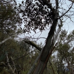 Eucalyptus perriniana (Spinning Gum) at Tinderry Nature Reserve - 5 Nov 2023 by Tapirlord