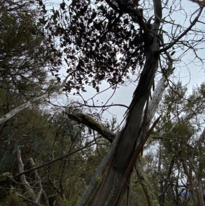 Eucalyptus perriniana (Spinning Gum) at Tinderry Nature Reserve - 4 Nov 2023 by Tapirlord