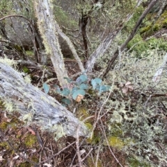 Eucalyptus perriniana at Tinderry Nature Reserve - 5 Nov 2023