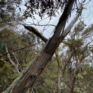 Eucalyptus perriniana at Tinderry Nature Reserve - 5 Nov 2023