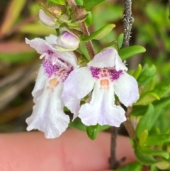 Prostanthera phylicifolia (Spiked Mint-bush) at Tinderry Nature Reserve - 4 Nov 2023 by Tapirlord