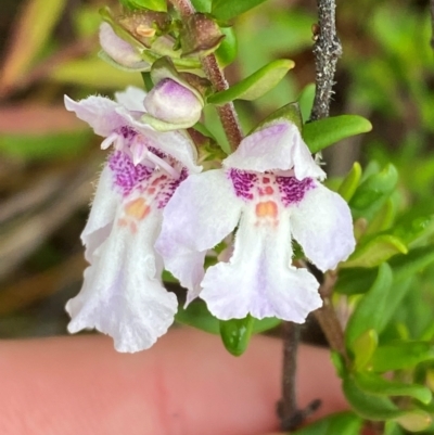 Prostanthera phylicifolia (Spiked Mint-bush) at Tinderry Nature Reserve - 4 Nov 2023 by Tapirlord