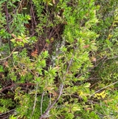 Prostanthera phylicifolia at Tinderry Nature Reserve - 5 Nov 2023