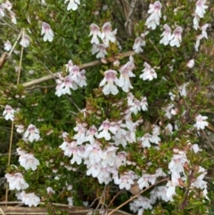 Prostanthera phylicifolia at Tinderry Nature Reserve - 5 Nov 2023