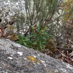 Persoonia silvatica at Tinderry Nature Reserve - 5 Nov 2023