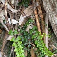 Asplenium flabellifolium (Necklace Fern) at Tinderry Nature Reserve - 5 Nov 2023 by Tapirlord