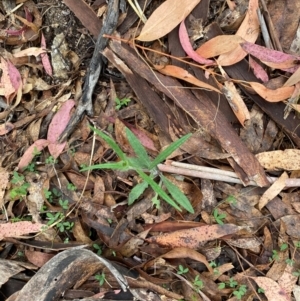 Senecio prenanthoides at Tinderry Nature Reserve - 5 Nov 2023